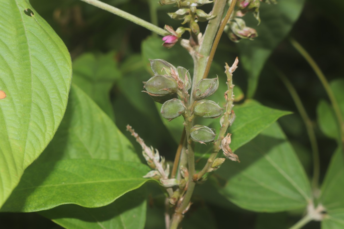 Flemingia macrophylla (Willd.) Kuntze ex Merr.